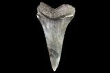 Fossil Shortfin Mako Shark Tooth - Georgia #75278-1